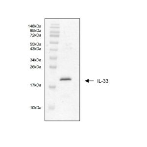 Interleukin-33