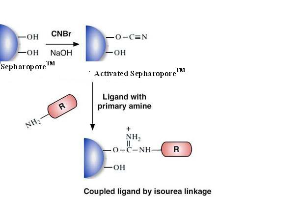 CNBr-Activated Separopore® 4B