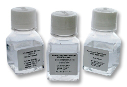 Antibiotic-Antimycotic Solution 100X