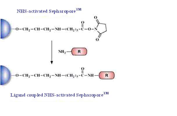NHS-Activated Separopore® 4B-CL (With Spacer Arm)