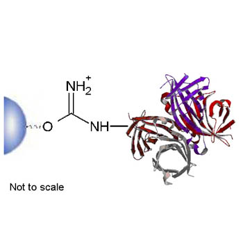 Streptavidin Separopore® 4B