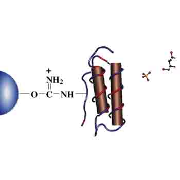 Protein A Separopore® 4B-CL