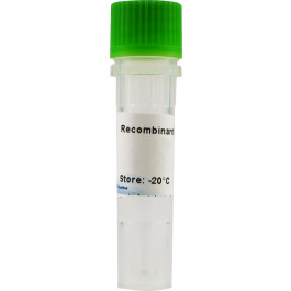 FGF-19, Fibroblast Growth Factor-19, human