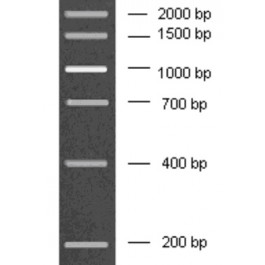200-2000bp DNA Marker, Ready-to-use