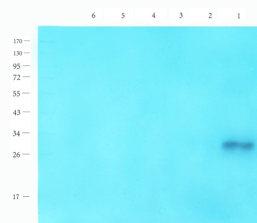 14-3-3 zeta/delta Rabbit Polyclonal Antibody