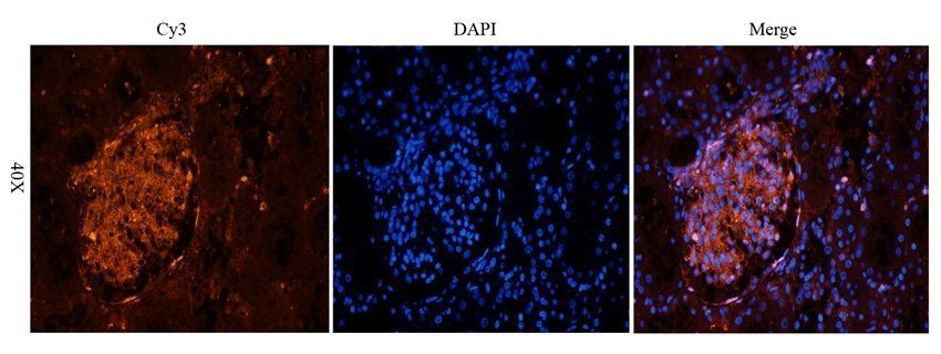 14-3-3 zeta/delta Rabbit Polyclonal Antibody