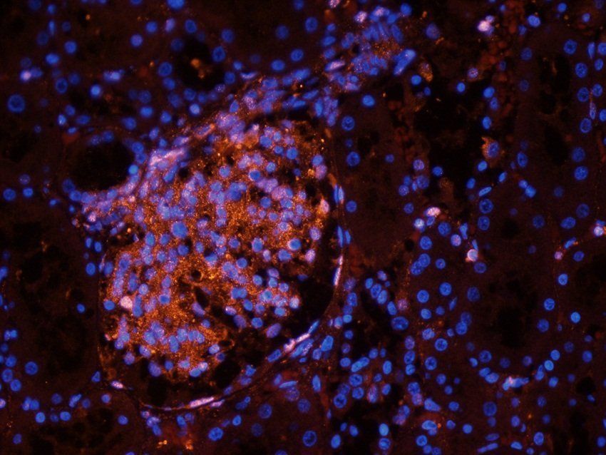 14-3-3 zeta/delta Rabbit Polyclonal Antibody