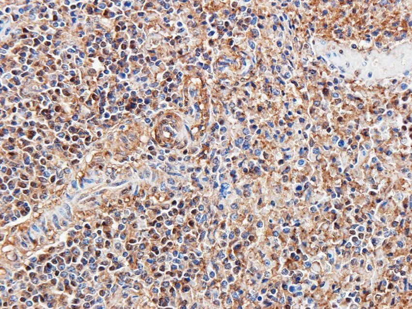 14-3-3 zeta/delta Rabbit Polyclonal Antibody