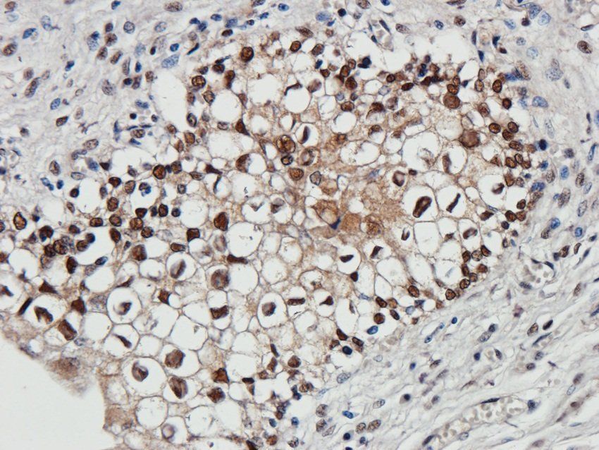 14-3-3 zeta/delta Rabbit Polyclonal Antibody