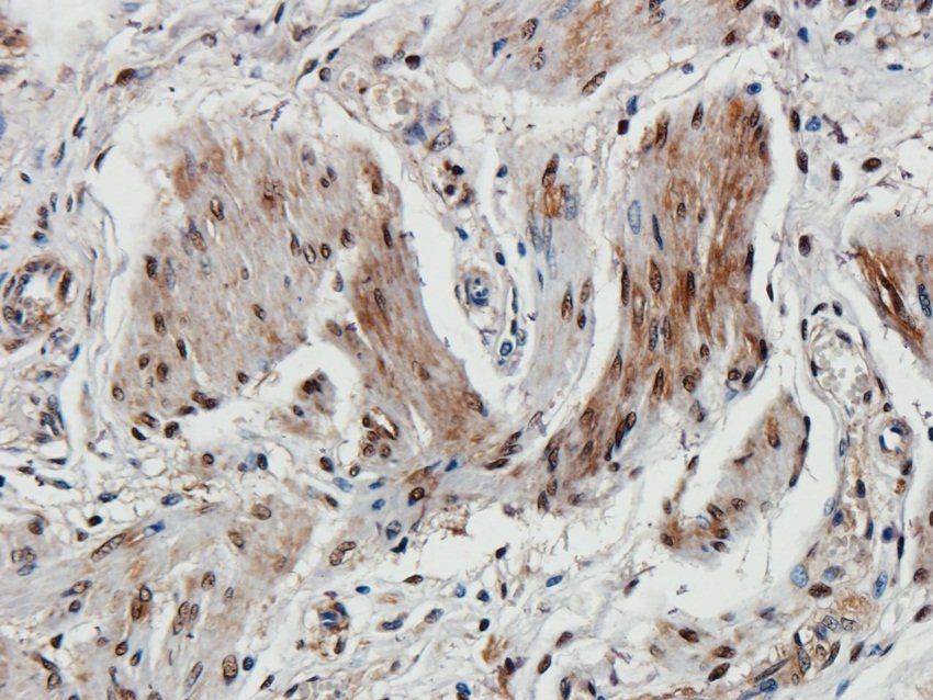 14-3-3 zeta/delta Rabbit Polyclonal Antibody