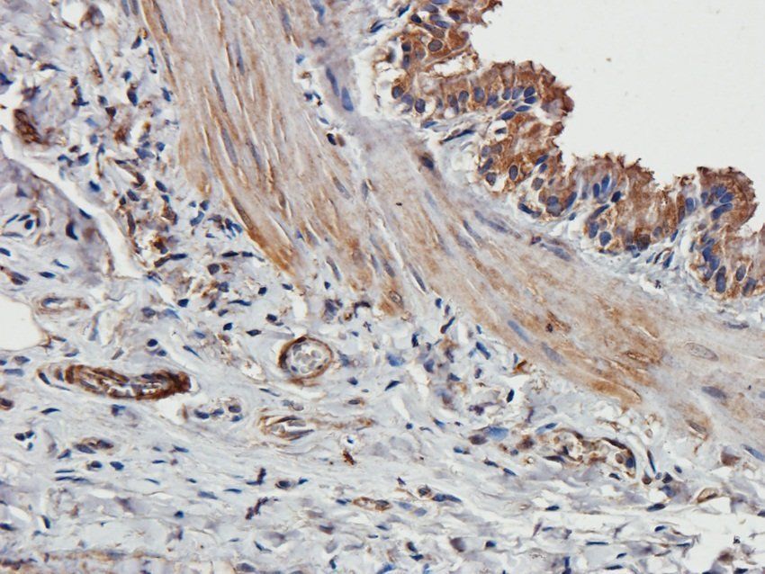 14-3-3 zeta/delta Rabbit Polyclonal Antibody