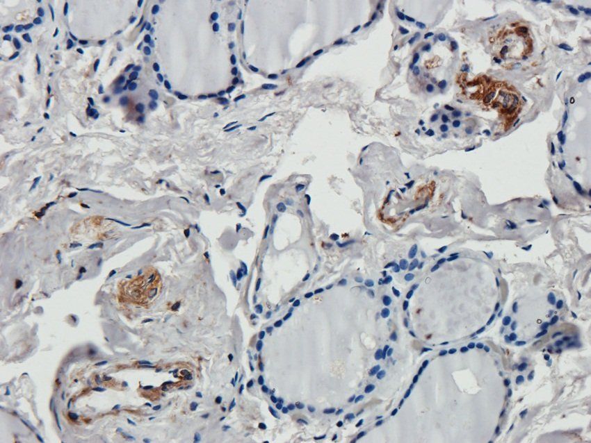 14-3-3 zeta/delta Rabbit Polyclonal Antibody