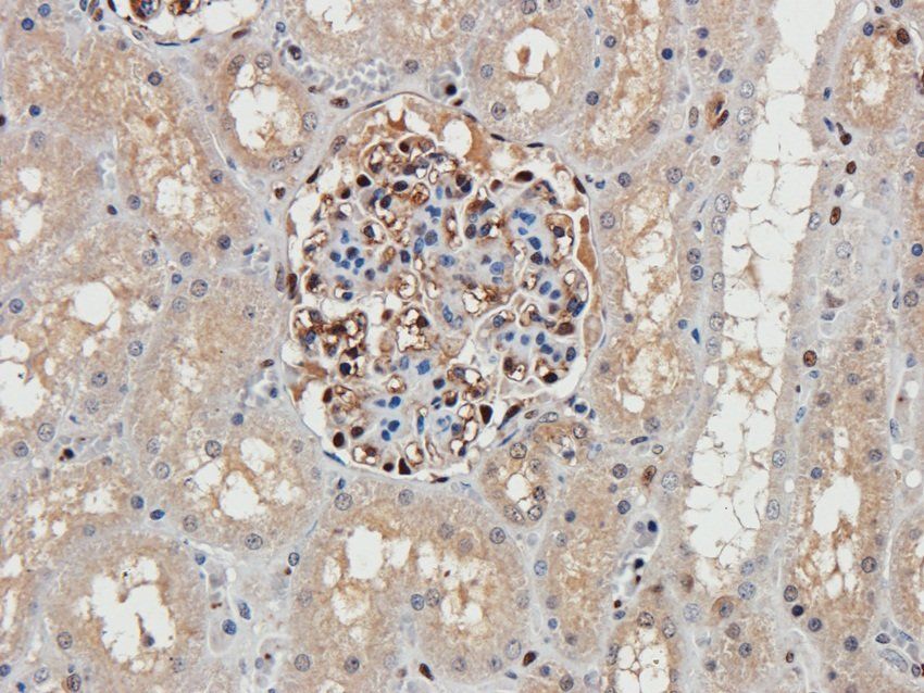 14-3-3 zeta/delta Rabbit Polyclonal Antibody