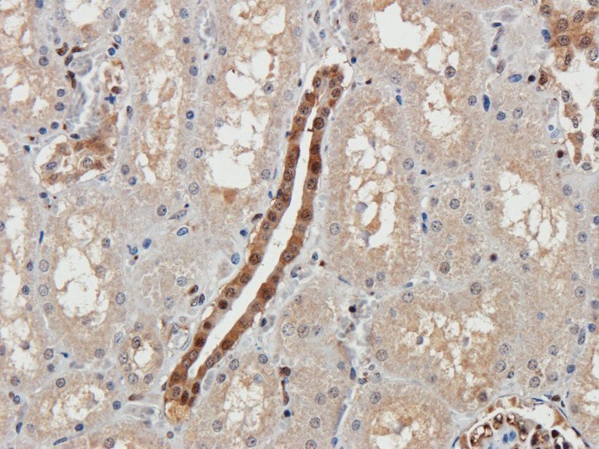 14-3-3 zeta/delta Rabbit Polyclonal Antibody