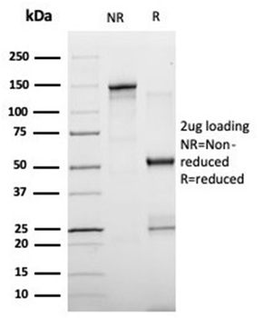 FABP4 Antibody