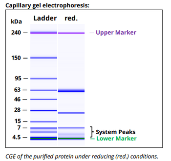 Mouse IgG2b k Isotype Control, InVivoPure
