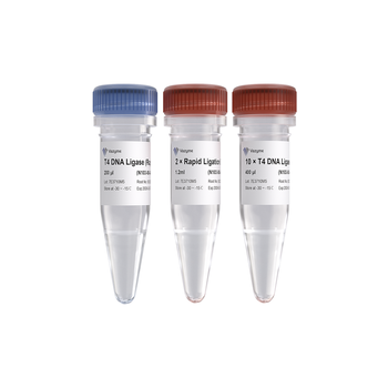 Vazyme - T4 DNA Ligase (Rapid)