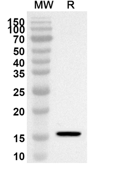 LALBA Rabbit Polyclonal Antibody