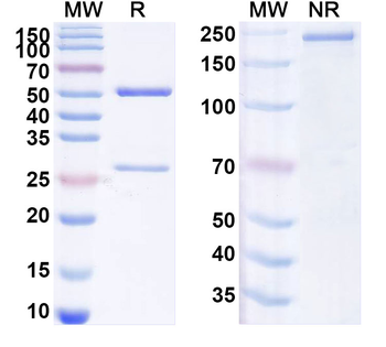IgE/IGHE Rat Monoclonal Antibody