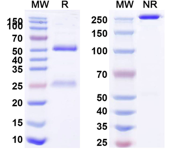SFTSV glycoprotein Gn Human Monoclonal Antibody