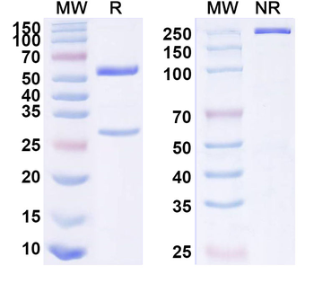 SFTSV glycoprotein Gn Human Monoclonal Antibody