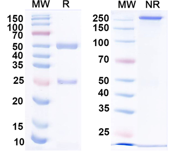 SFTSV glycoprotein Gn Human Monoclonal Antibody