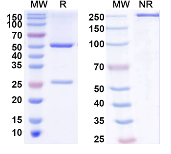 SFTSV glycoprotein Gn Human Monoclonal Antibody