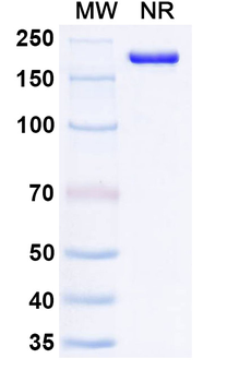 SFTSV glycoprotein Gn Human Monoclonal Antibody