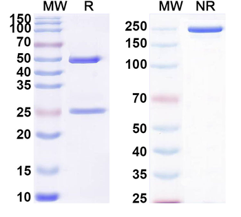 TNFSF15/TL1A Human Monoclonal Antibody