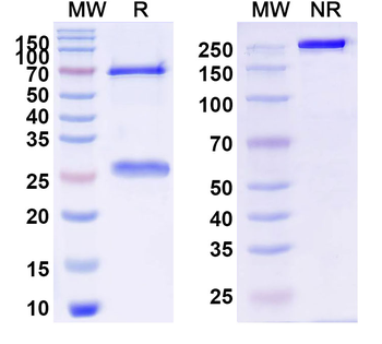Schizophyllan/SCH Mouse Monoclonal Antibody