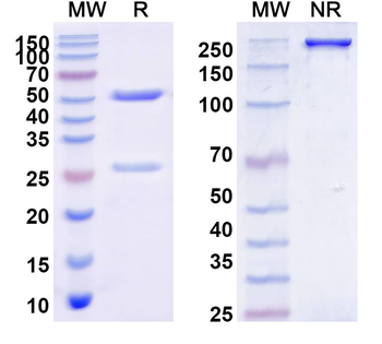 MiRP2 K+ channel Mouse Monoclonal Antibody