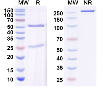 MiRP2 K+ channel Mouse Monoclonal Antibody