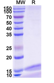 Zaire ebolavirus/ZEBOV GP/GP1,2 Camelus Monoclonal Antibody