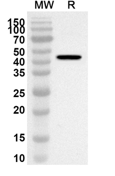 Chicken Gal d 2/OVA/Ovalbumin Rabbit Polyclonal Antibody