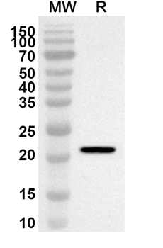 Bovine Bos d 5/LGB Rabbit Polyclonal Antibody
