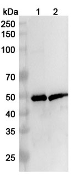 Neisseria meningitidis FHbp Rabbit Polyclonal Antibody