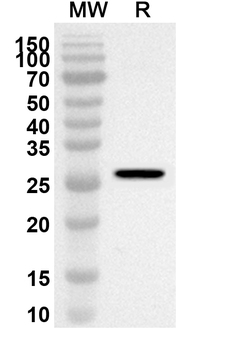 Neisseria meningitidis FHbp Rabbit Polyclonal Antibody