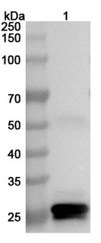 Bordetella pertussis ptxA/PTXS1 Rabbit Polyclonal Antibody
