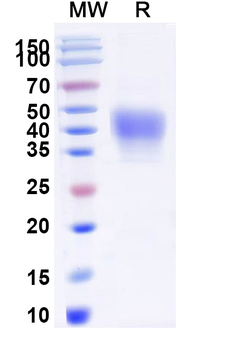 Recombinant Human CD38 Protein, C-His