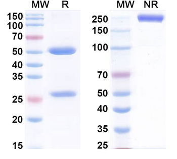 PDGFB Human Monoclonal Antibody