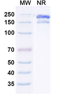 NeuGcGM3/GM3 Mouse Monoclonal Antibody