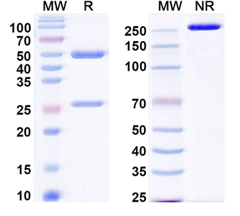 SSEA-3/GalGb4 Mouse Monoclonal Antibody