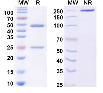 SSEA-3/GalGb4 Mouse Monoclonal Antibody