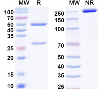 SSEA-3/GalGb4 Mouse Monoclonal Antibody