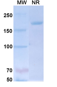 NeuGcGM3/GM3 Mouse Monoclonal Antibody