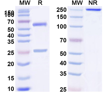 Mouse IgG3 Isotype Control Monoclonal Antibody