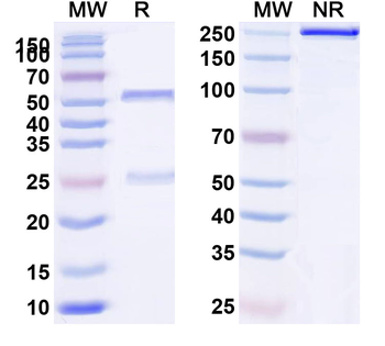 Mouse IgG3 Isotype Control Monoclonal Antibody