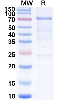 Human IgM Isotype Control Monoclonal Antibody