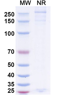 Human IgA Isotype Control Monoclonal Antibody