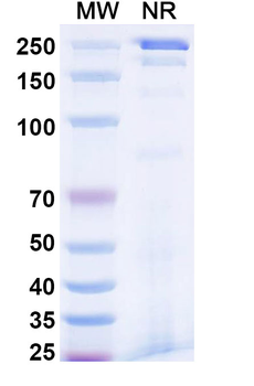 TNFSF15/TL1A & TNFa/TNF-alpha Human Monoclonal Antibody